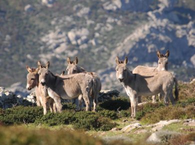 Alcuni Asini Bianchi tipici del Parco Nazionale dell'Asinara