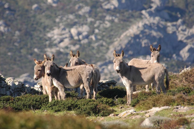 Alcuni Asini Bianchi tipici del Parco Nazionale dell'Asinara