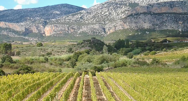 Vigneti di Sardegna bella e buona