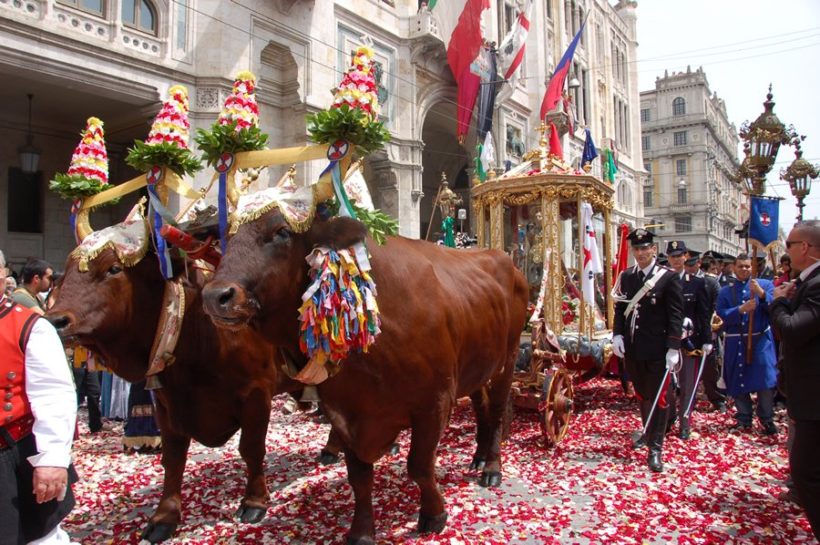 Buoi e Sant'Efisio, a Cagliari