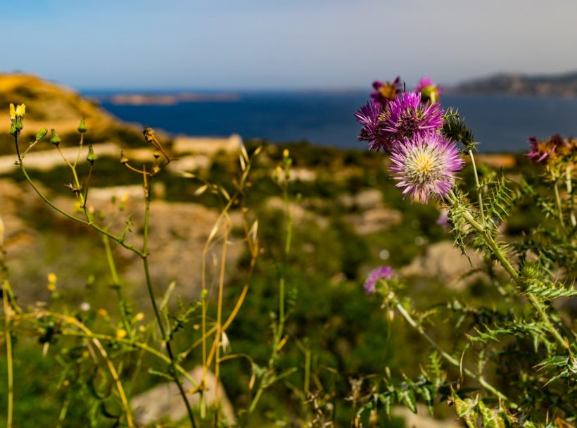 Turismo sostenibile in Sardegna | immagine di un fiore di cardo
