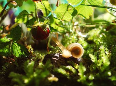 Una lumaca che mangia un lampone