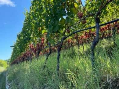 Un tratto della Strada del Vino Gewurztraminer